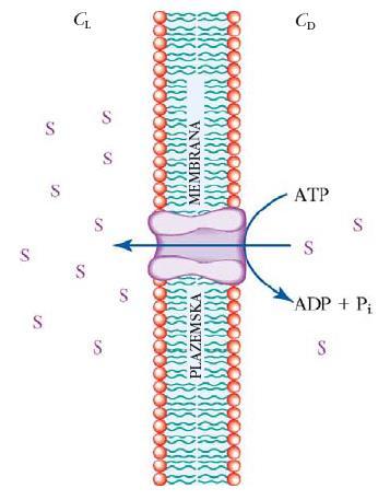 Aktivni transport Prenos molekul, navadno ionov, proti koncentracijskemu gradientu ob porabi energije