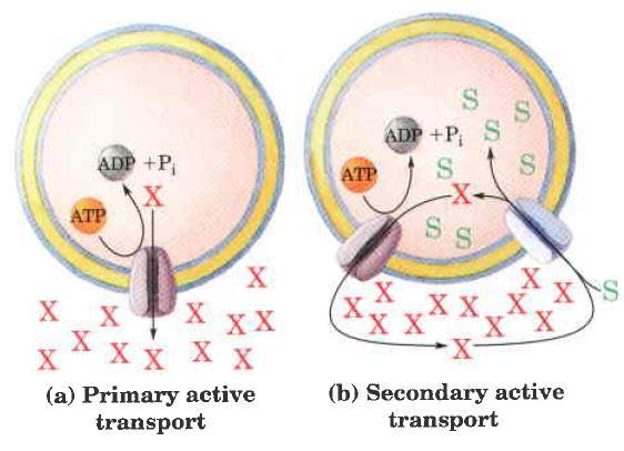 Poznamo: - primarni aktivni transport sklopljen s hidrolizo ATP in - sekundarni aktivni transport,