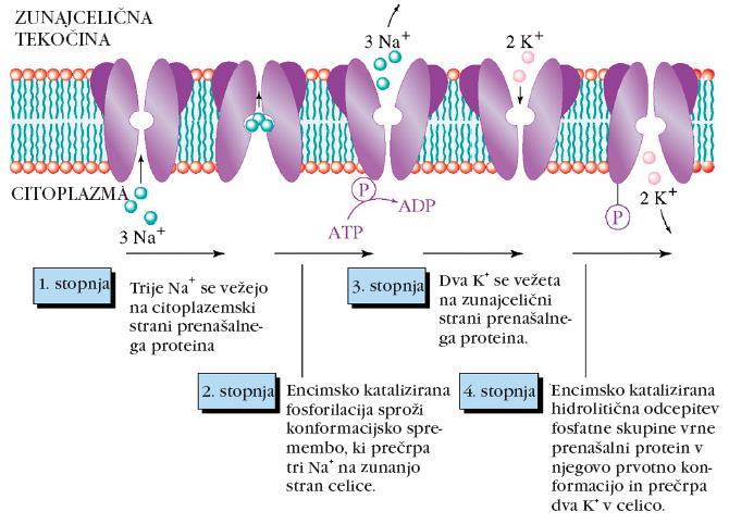 Aktivni transport Antiport: Na + /K + ATPaza vzdržuje ionski gradient Na + in K + med citosolom in