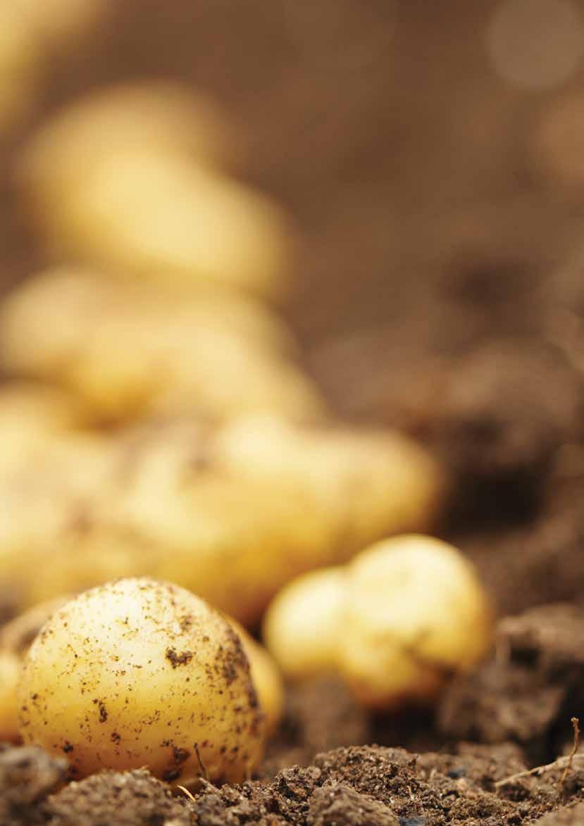 UPORABNOST IN LASTNOSTI KIS SLAVNIK Nova slovenska sorta za najzgodnejši pridelek KIS slavnik priporočamo za pridelovanje najzgodnejšega mladega krompirja na njivah ali v vrtovih.