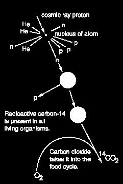 Razmerje med C in 4C v živih bitjih je enako, kot v atmosferi.