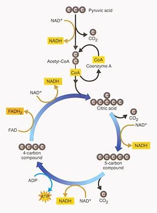 V citoplazmi se glukoza razgradi na 2 piruvata; celoten izkupiček je 2 ATP in 2 NADH. Proces poteka anaerobno.