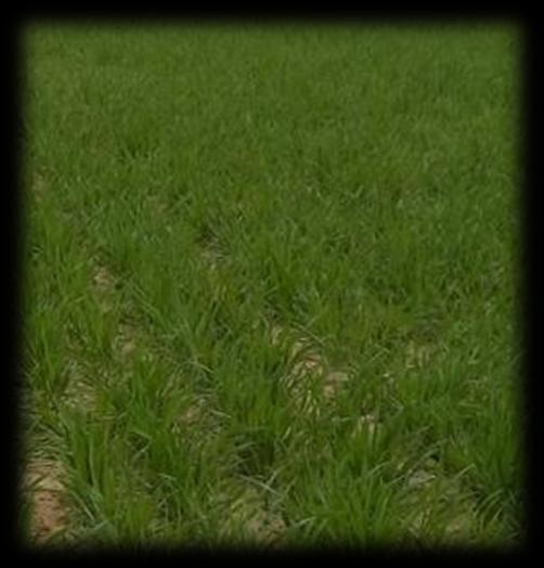 Dobro razrasli posevki pšenice Koliko štartnega - N za pšenico?