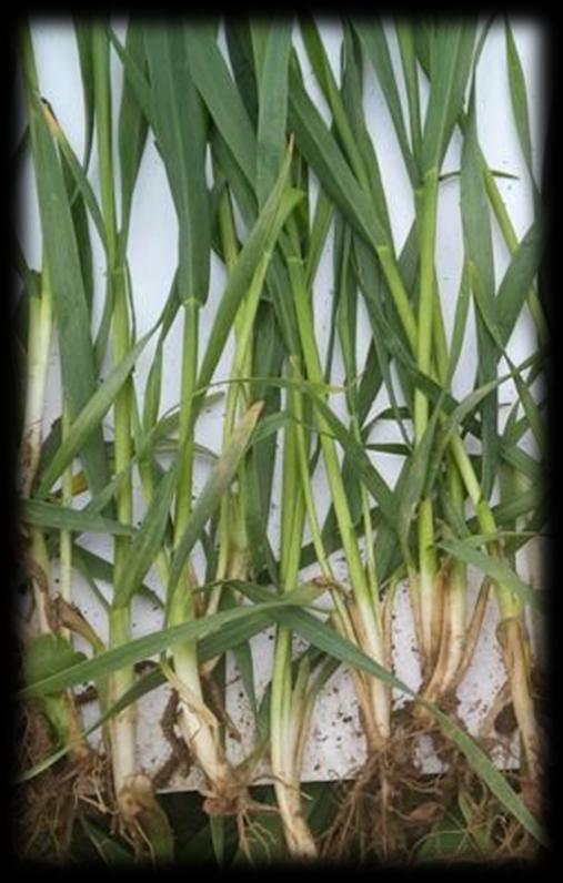 Srednje razrasli posevki pšenice z 500 do 700 z močnimi poganjki na m2 : Posamezne rastline imajo 2 dobra poganjka in 2 do 3 slabši poganjki se še razvijajo.