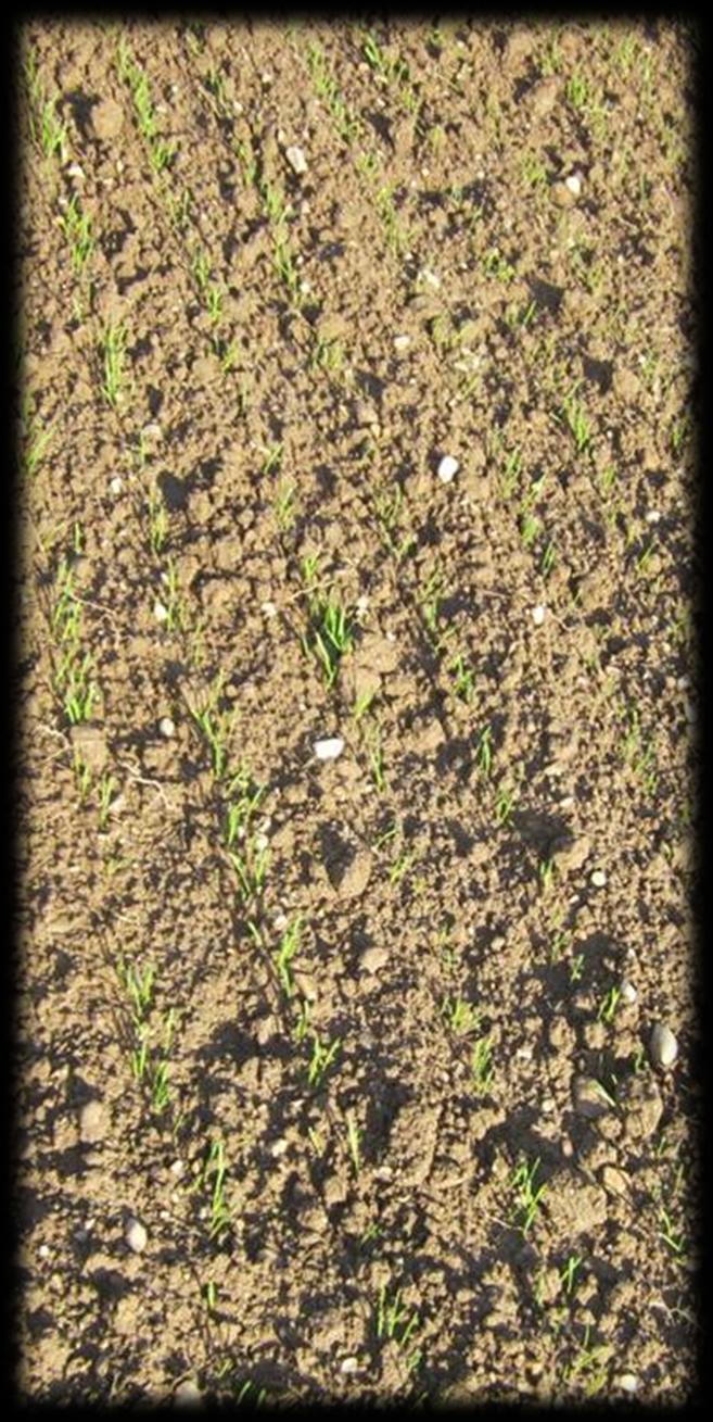 Posevki pšenice, ki se še ne razraščajo (so v fazi vznika) imajo formirane 2 3 liste na rastlino: Na takih posevkih opravimo eno dognojevanje s povišanim štartnim odmerkom dušika za spodbujanje