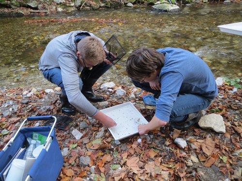 3.3 POTEK BIOLOŠKE ANALIZE Namen biološke analize je bil prepoznati in opazovati nekatere živali in po prisotnosti bioindikatorskih živalskih vrst sklepati na kakovost vode v potoku.