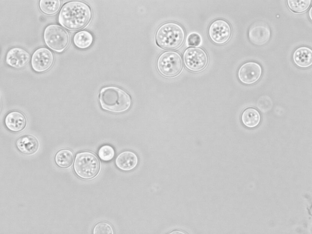 PRILOGA C: Mikroskopski posnetki različnih vrst