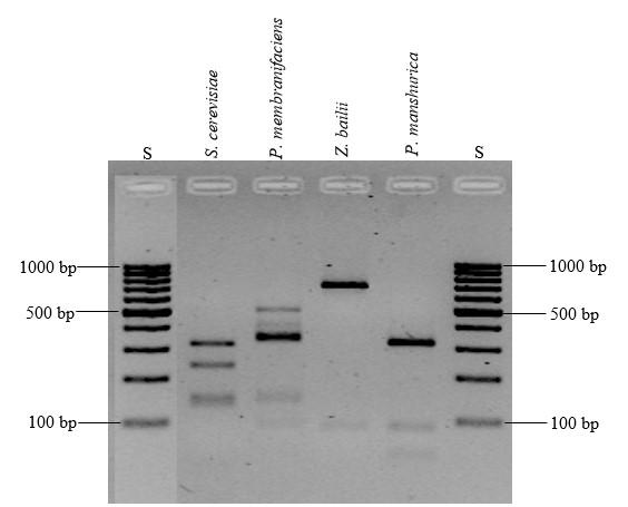 47 Slika 8: Primer ločevanja restrikcijskih fragmentov pomnožkov PCR regije ITS kvasovk, z agarozno gelsko elektroforezo (legenda: S = standardna lestvica 100 baznih parov, bp = bazni pari) Slika 9: