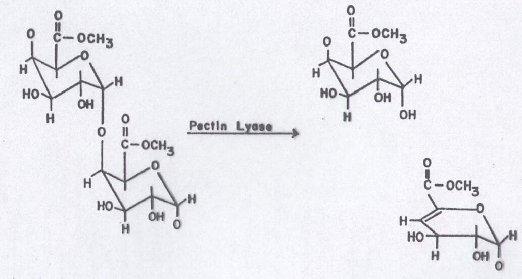 Encimi, ki pretvarjajo sladkorje 2 Invertaza: Katalizira hidrolizo saharoze v glukozo in fruktozo Veliko število izoencimov v rastlinskem svetu ( različni ph optimumi; 4-8) Velika prednost encima je,