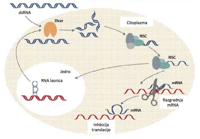10 Slika 1: Mehanizem delovanja RNAi: dsrna in RNA lasnice so s pomočjo encima Dicer razrezane v male sirna, ki nato aktivirajo kompleks RISC.
