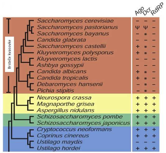12 Slika 2: Kladogram prikazuje posamezne vrste iz kraljestva gliv. Modro so obarvane bazidiomicete, ostale pa so askomicete.