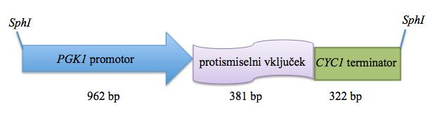 S slike gelske elektroforeze je razvidno, da je bila izolacija uspešna (slika 5). Slika 5: Celotna genomska DNA kvasovke C. glabrata CBS 138.