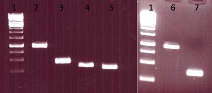 48 Po pomnožitvi s PCR smo celotno vsebino pomnožkov naložili v agarozni gel in jih po elektroforezi očistili vseh reaktantov iz PCR reakcije s pomočjo kompleta»genejet Gel Extraction Kit«.