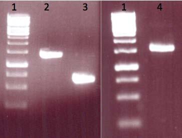 49 Slika 10: Nastali združeni fragmenti po PCR reakciji za gen CAGL0A00517g.