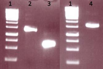 50 Slika 11: Shema restrikcije protismiselnih in lasničnih insertov. Slika 12: Fragmenti po restrikciji z BglII in SphI za gen CAGL0A00517g.