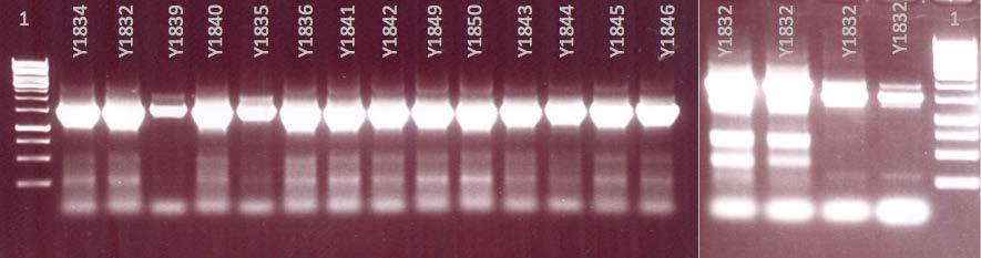 58 Slika 19: Kontrolni PCR za prisotnost lasničnih in protismiselnih vključkov v genomu kvasovk C. glabrata.