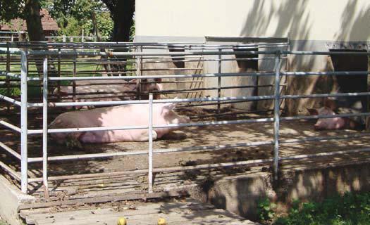 ekološko kmetijstvo Skupinska reja svinj po prasitvi v ekološki prašičereji Tudi v ekološki prašičereji se srečujemo z vprašanjem, kako živalim zagotoviti primerno rejo.