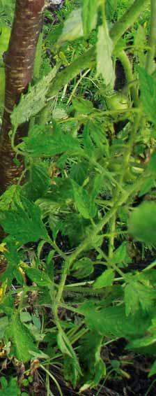 Rastline, ki rastejo v zemlji s premalo humusa, namreč nimajo dovolj naravne odpornosti, zato tudi prej zbolijo za raznimi boleznimi.