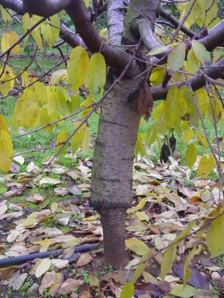 SREDNJE BUJNE PODLAGE GISELA 6 (Prunus cerasus x Prunus canescens) razmnožuje se s tkivnimi kulturami sidranje v tleh je dovolj dobro dosega 50% manjšo bujnost od sejanca prilagodljivost na rastišče