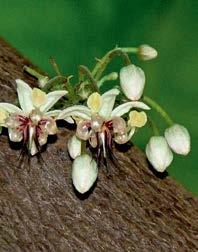 KAKAO (Theobroma cacao) Za rastlino kakava je značilno, da cveti na deblu.