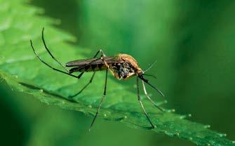 Kako se izogniti komarjem Mira Arh DOM BREZ MRGOLAZNI Med repelenti se največ uporabljajo rastlinski izvlečki, npr. navadne melise, limonine trave ipd.