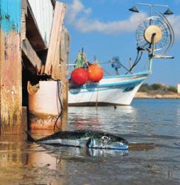 18 ne vire na odprtem morju in dejavno sodelujejo v boju proti nezakonitemu ribolovu in škodljivim ribolovnim praksam.