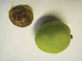 Jabolčni zavijač Jabolčni zavijač naredi na jablani zelo veliko škodo.