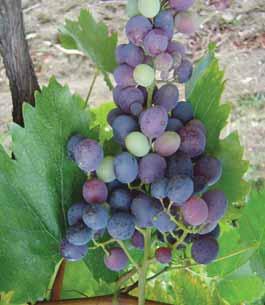 Izboljšajmo kakovost grozdja Topli meseci pri vinski trti sprožijo zorenje jagod, zato je vinogradnik primoran usmeriti vse moči v razpoložljiva in nujno potrebna poletna opravila, ki pripomorejo k