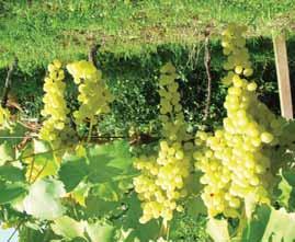 Pri namiznih sortah, ki imajo dolge grozde, je v začetnih fazah zorenja jagod priporočeno grozde prikrajšati za vsaj 1/3 dolžine, odstraniti vse poškodovane, nagnite in z oidijem ali peronosporo