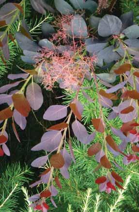 Tema meseca Čokoladna barva Rdečelistni ruj Cottinus coggygria Royal Purple je listopaden grm, velikosti 5 m z atraktivnimi pajčevinastimi