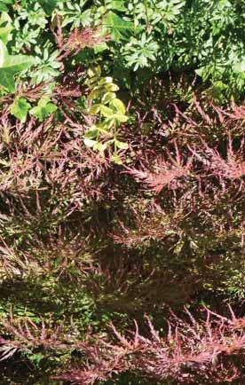Pahljačasti javor Acer palmatum disectum garnet je nizek grm z drobno narezljanimi temnejšimi listi.