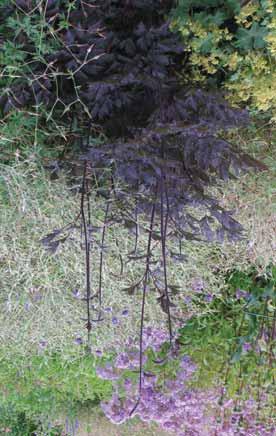 Foto: Trajnice Carniola Svetlika Actaea racemosa Chocoholic trajnica s temnimi listi, nad katerimi se dvigujejo klasasta socvetja, zraste do 90 cm in cveti od avgusta do oktobra s