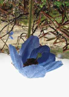 Listi so gosto poraščeni z zlato-medeninasto obarvanimi dlačicami. V severnem Sikkimu pa smo našli tudi bogato cvetoče primerke ravnokar omenjene vrste in tudi povsem modre M. grandis.