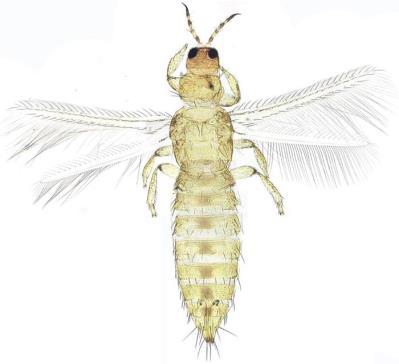 Resarji ali tripsi Resarji so majhne žuželke, ki merijo komaj 1 1,5 mm.