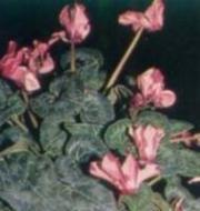 Slika 39 in 40. Pršice na listih vrtnice.