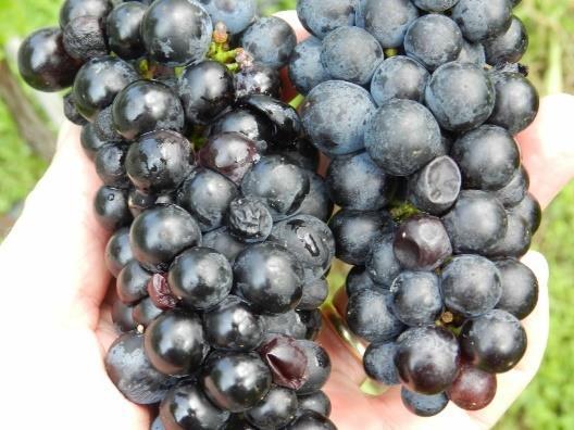 To so predvsem grozdje, jagodičasto sadje (jagode, maline, robide, ribez, borovnice) in