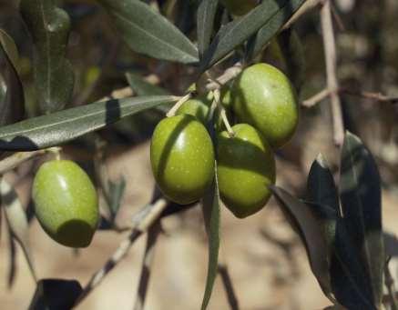 DEVIŠKO OLJČNO OLJE DEVIŠKO OLJČNO OLJE je iztisnjen sok iz plodu oljke (olive) in
