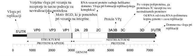 7 Za čim bolj učinkovito translacijo lastne RNA večina pikornavirusov zavira primarno translacijo gostiteljske mrna s proteinom 2A. Ne vemo ali enak proces teče tudi pri HPeV (Stanley in sod., 1994).