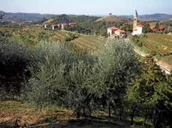Attualmente nella regione Friuli Venezia Giulia la superficie agricola investita a olivo corrisponde a circa 335 ha, mentre nei territori sloveni del Collio, Valle del Vipacco e Carso slove, gli