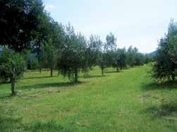 L olivicoltura tradizionale è diffusa principalmente nelle zone collinari della provincia di Trieste (Muggia, San Dorligo della Valle, Caresana) e di Caneva in provincia di Pordene; tali impianti