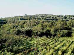 Carta della vocazione del territorio alla coltivazione dell olivo Dallo studio effettuato risulta che nella regione Friuli Venezia Giulia n vi sia aree aventi caratteristiche pedologiche,