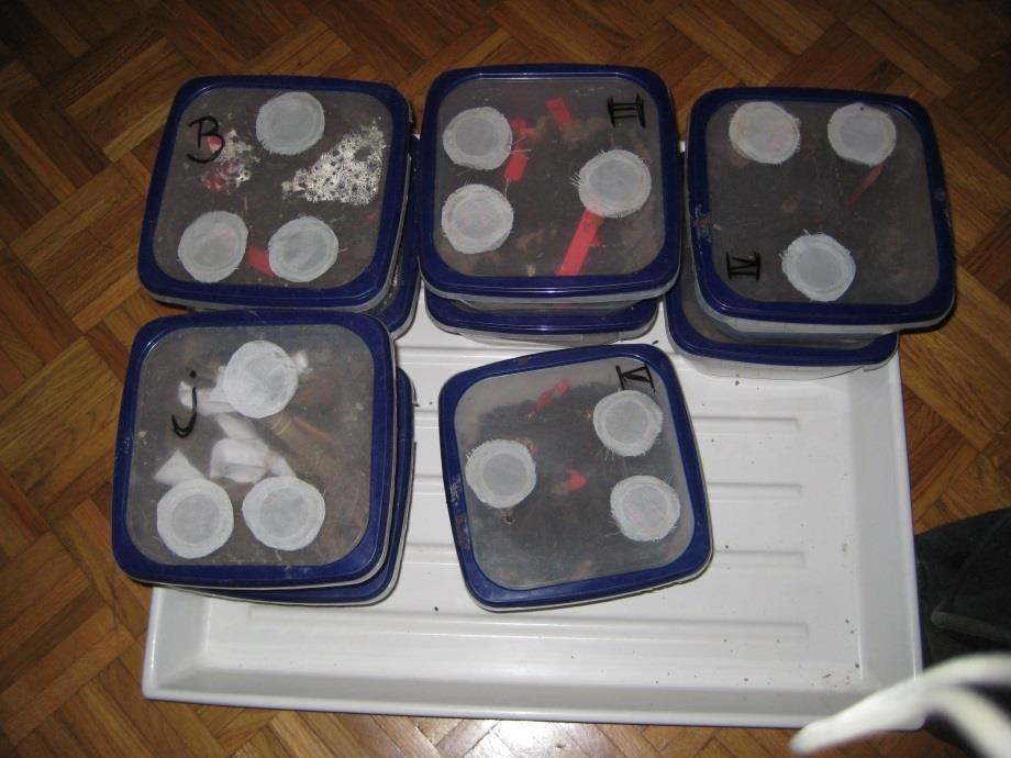 18 Slika 11: Razvrstitev pregledanih hmeljevih trt v plastične posode in njihova označitev.
