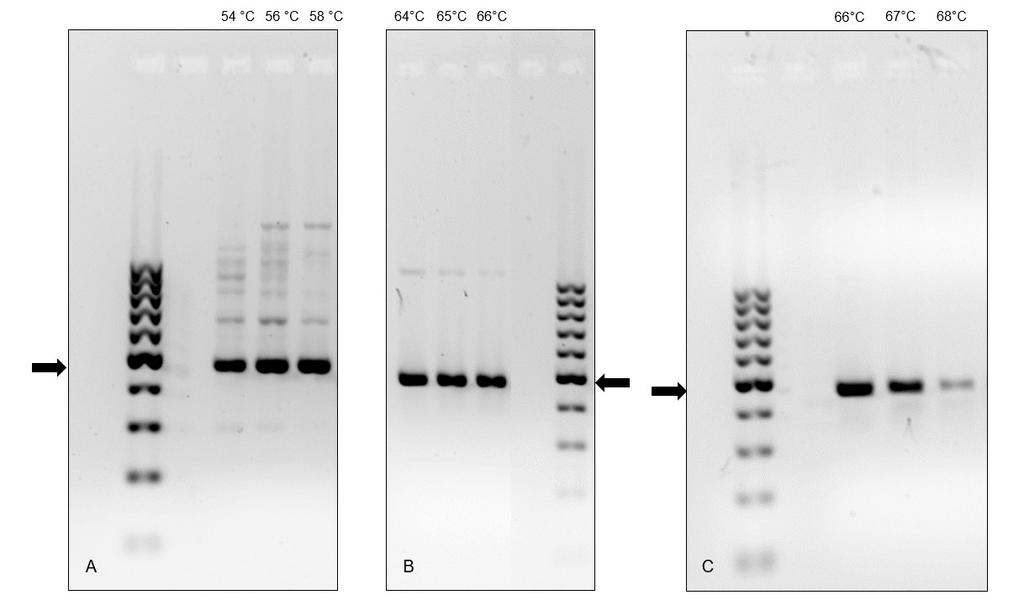 31 Slika 11: Prikaz optimizacije pomnoževanja eksona 1 gena HBB. Na sliki so označene temperature prileganja ZO. Puščice označujejo velikost DNA 461 bp.