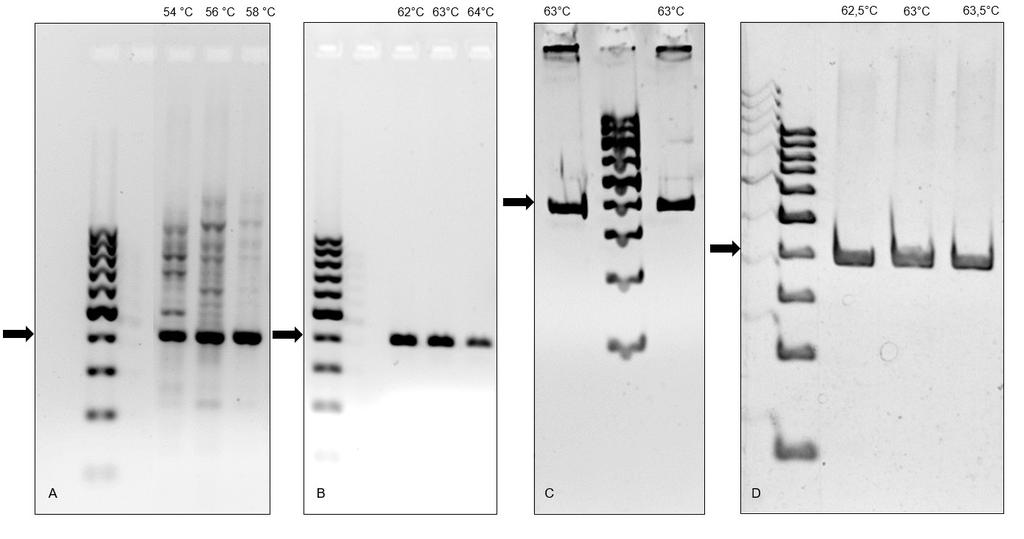 32 Preglednica 9: Končni pogoji pomnoževanja regije eksona 1 gena HBB.