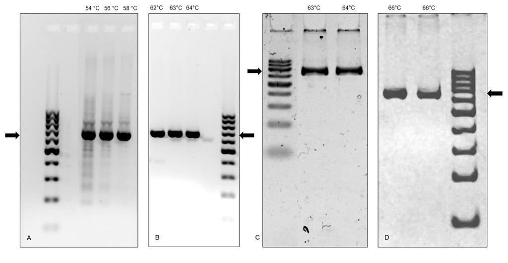 33 Preglednica 10: Končni pogoji pomnoževanja regije eksona 2 gena HBB.