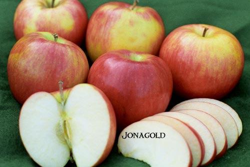 Kovačič N. Kakovost plodov jablane... sorte 'Jonagold de Costa' pri različnih obremenitvah. 9 so plehkega okusa.