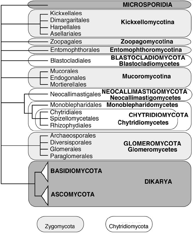 Kranjec I. Raznolikost genov za desaturazo in elongazo pri glivah in njihova primernost za filogenetske študije. 4 Slika 1: Filogenetsko drevo kraljestva Fungi, prikaz glavnih taksonov (Hibett in sod.