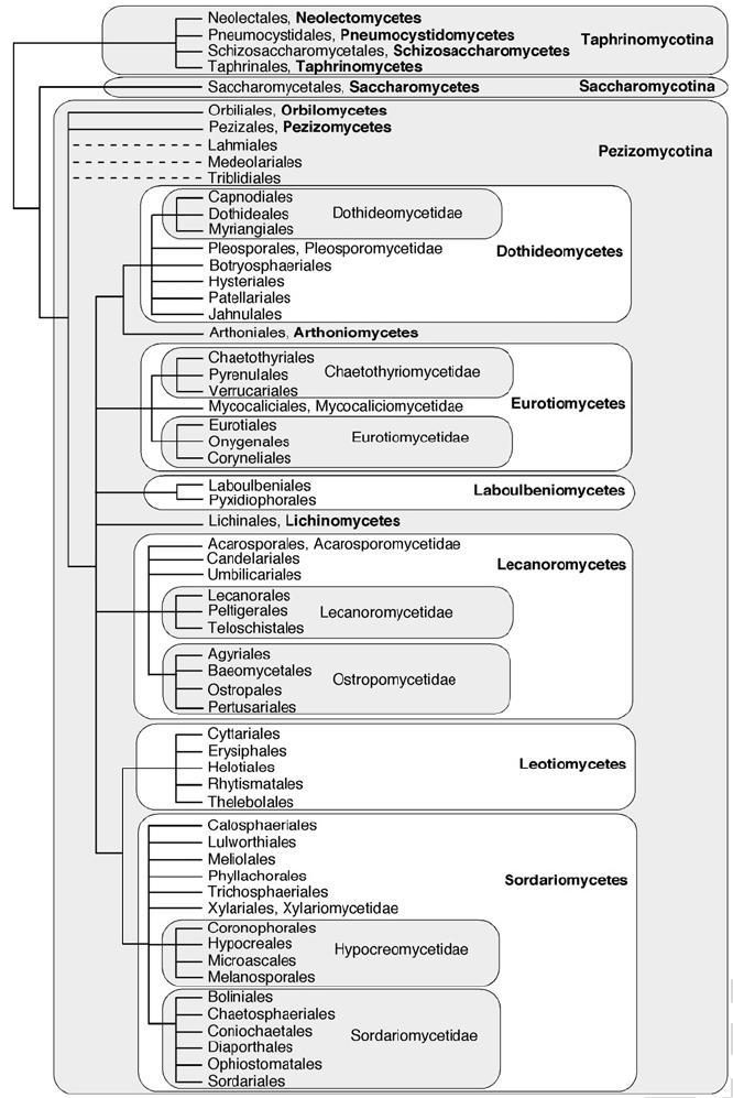 Kranjec I. Raznolikost genov za desaturazo in elongazo pri glivah in njihova primernost za filogenetske študije. 5 Slika 2: Filogenetsko drevo debla Ascomycota (Hibett in sod., 2007).