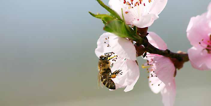 OSTALO 61 Pozivi k pravilni uporabi fitofarmacevtskih sredstev in varstvu čebel Čebelarstvo ima tako v Sloveniji kot v sodobnem svetu zelo velik gospodarski pomen.