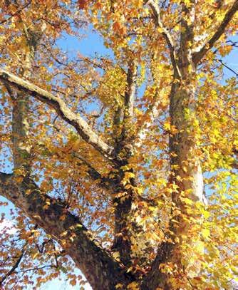NARAVNI BISERI JAVOROLISTNA PLATANA Boris Dolničar Čeprav to mogočno drevo izvira z zmernih območij severne poloble, se je že zgodaj pojavilo tudi v naših parkih in drevoredih, saj bro prenaša